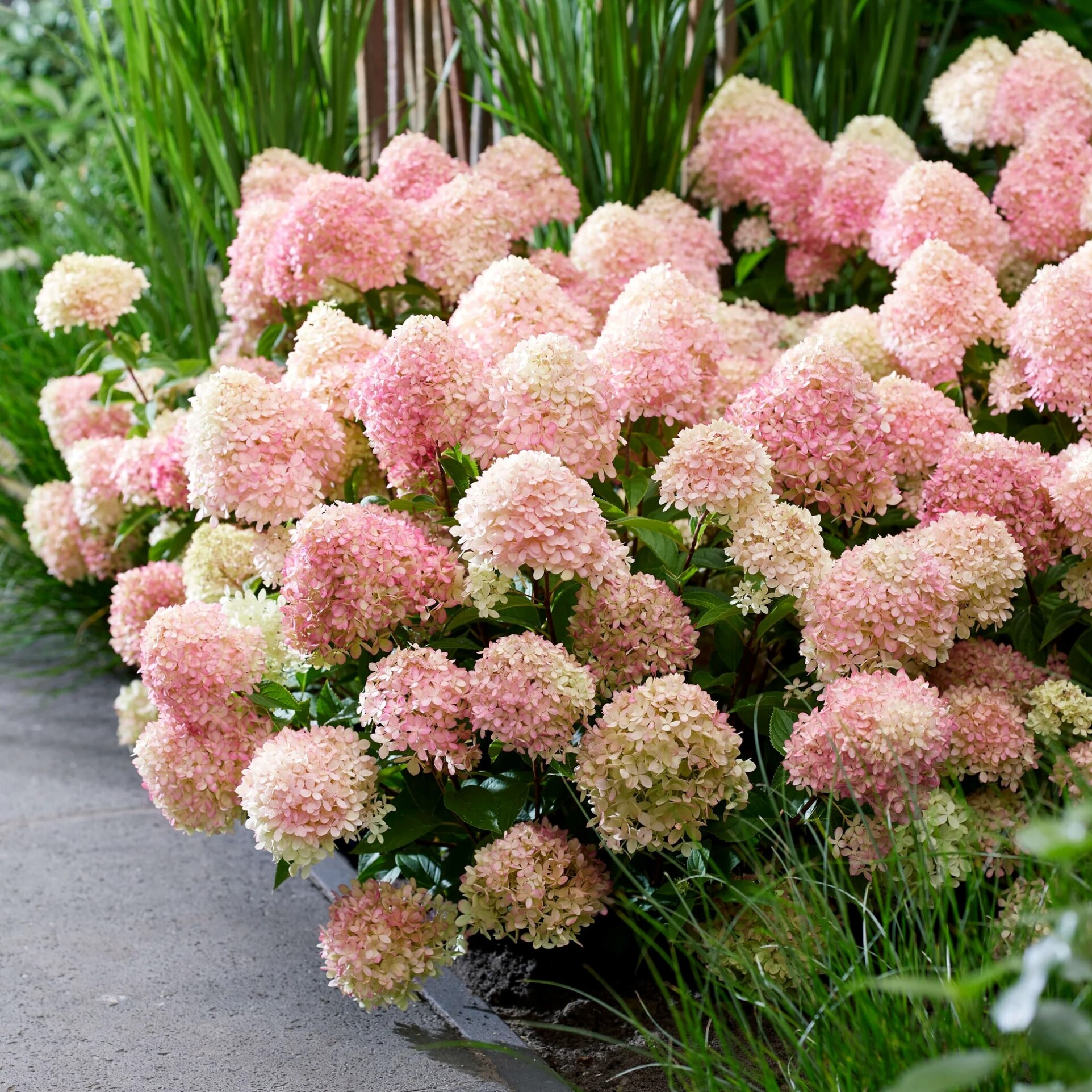 Гортензия метельчатая Саммер Бриз в тубе